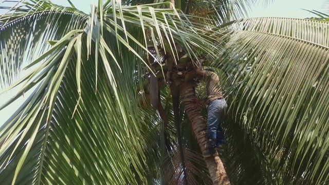 Costa Rican tree trimmer climbs a tall palm tree with no safety ropes and a machete to trim it and cut down coconuts on the beaches of Punta Banco, Costa Rica.