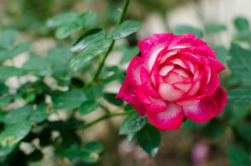 Beautiful rose in the garden.