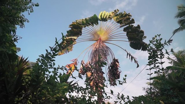 Shot looking up at the fan shaped leaves of a Traveler&rsquo;s Palm tree, ravenala madagascariensis, from behind some foliage in Punta Banco, Costa Rica.