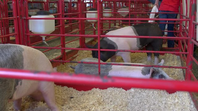 Three hogs in their pens, one eating, in the livestock barn at a county fair.