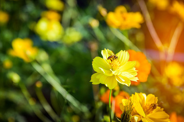 Close upClose up yellow cosmos flowers with little bee on flower in flied of cosmos flowers background yellow cosmos flowers with little bee on flower in flied of cosmos flowers background.