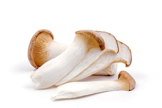 Oringi mushroom isolated on white background