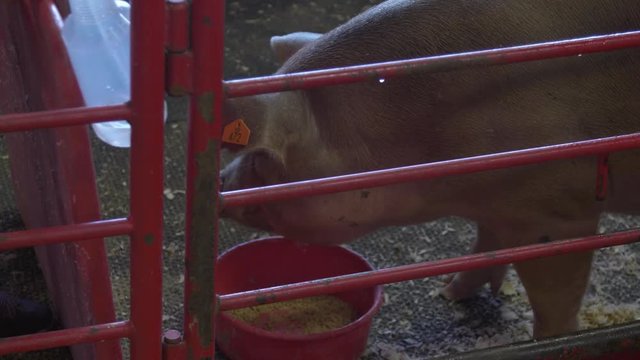 Pig in a pen eating from a plastic bowl in a livestock barn at a county fair.
