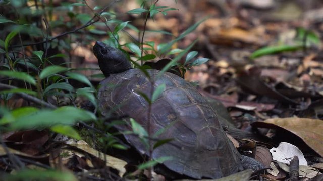 Asian Leaf Tortoise Rain Forest Jungle Floor Borneo South East Asia