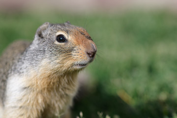 Curious ground squirrel in Glacier National Park, Montana