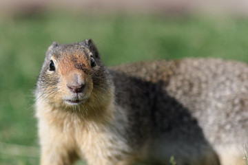 Fototapeta na wymiar Curious ground squirrel in Glacier National Park, Montana