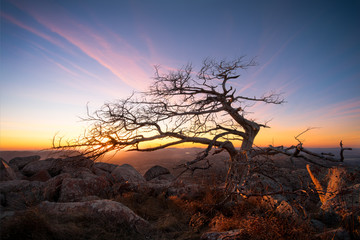 Wind shaped tree at sunset atop Oklahoma's Mount Scott