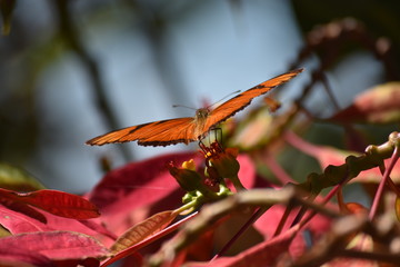 Mariposa
