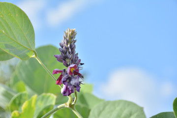 クズの花　秋の七草

