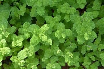 ミント     © tamayura39