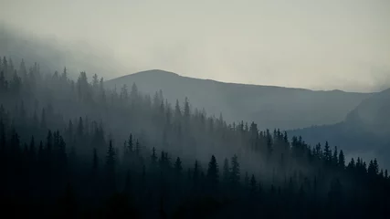 Cercles muraux Forêt dans le brouillard misty forest trees