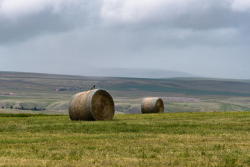 Hay bales in a field against a stormy sky in southern Alberta, Canada