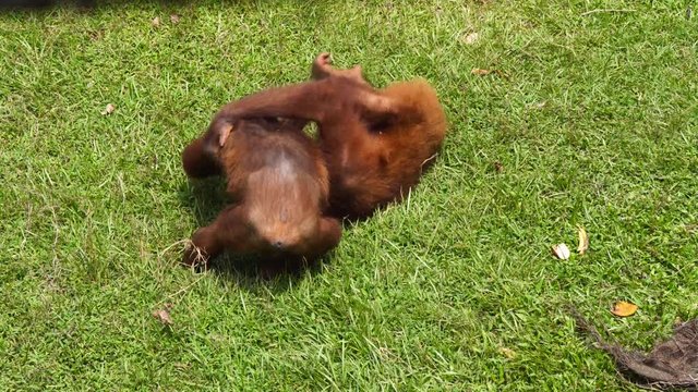 Orangutan Locked Cage Sad Male Trapped Borneo Sumatra Jungle