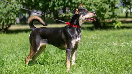 dog in the summer outdoors for a walk