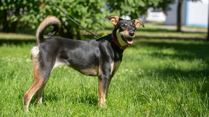 dog in the summer outdoors for a walk