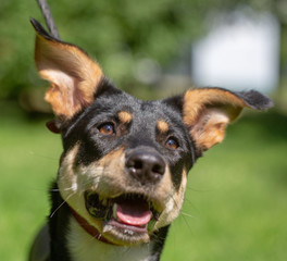 dog in the summer outdoors for a walk