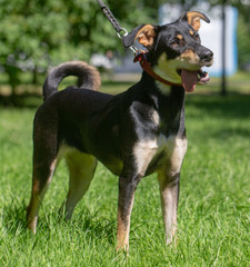 dog in the summer outdoors for a walk
