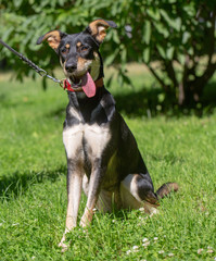dog in the summer outdoors for a walk
