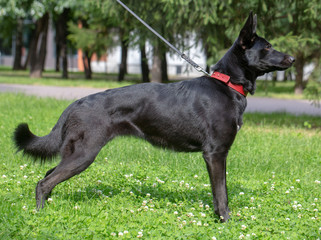 German Shepherd dog on in the summer outdoors for a walk