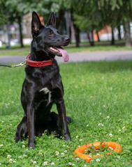 German Shepherd dog on in the summer outdoors for a walk