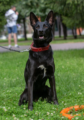 German Shepherd dog on in the summer outdoors for a walk