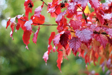Fototapeta premium Beautiful autumn tree with bright leaves