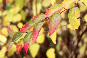 Beautiful autumn tree with bright leaves