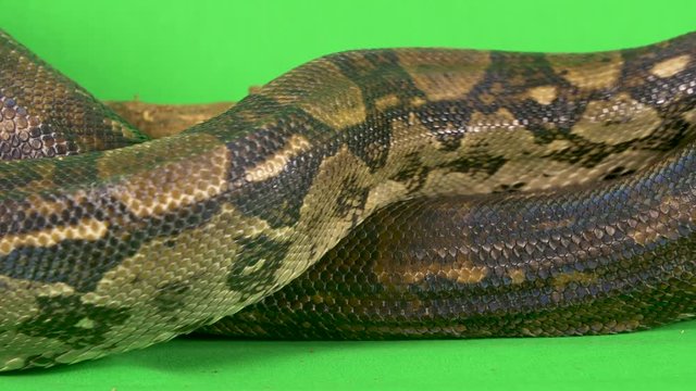 Close-up of a large python snake slithering across a wooden branch on a green screen background