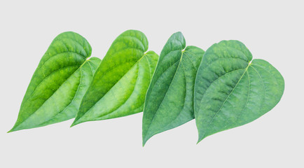 Green betel leaf isolated on the gray background with clipping path.