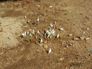 Butterfly and sand in the morning