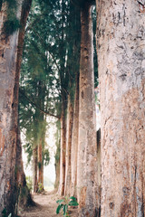 walkway in mysterious forest. color effect dark.