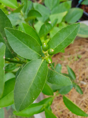 little lemon growth in garden 