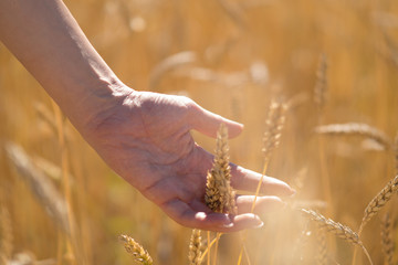 Female hand holding wheat spikelets in field on sunny day, new crop