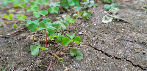 Natural green plant on earth