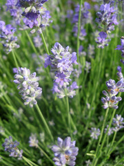 Lavender flower head close up. Bright green natural background. Gardening of Ukraine.