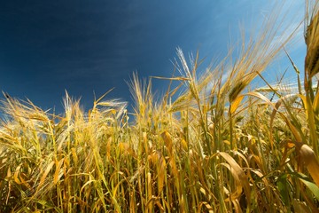 Golden Barley / Wheat Field
