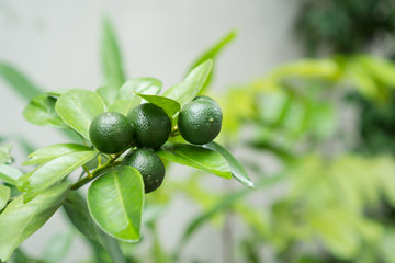a tree that bears calamansi fruit