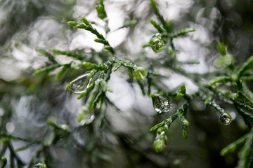 Árbol con efecto bokeh