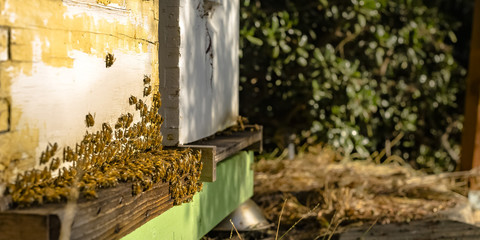 Bees swarming in to the hive on a sunny day