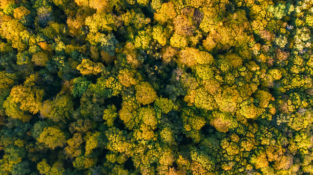 Golden autumn background, aerial drone view of beautiful forest landscape with yellow trees from above
