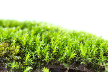 Green moss isolated on white background close up..