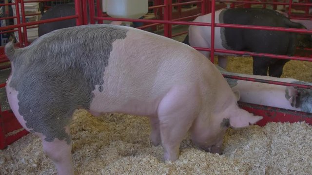 Pig in a pen roots through sawdust, looking for food in the livestock barn at a county fair.