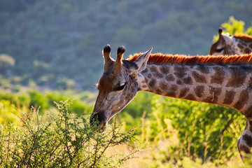 Giraffe Close-up