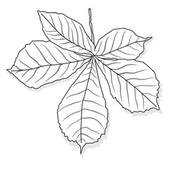 leaf autumn colorful vector illustration set