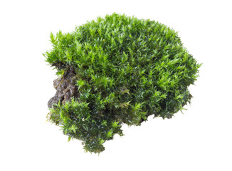 Green moss isolated on white background close up..