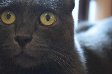 The muzzle of a smoky cat with yellowish green eyes.