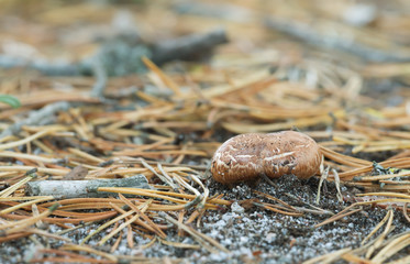Tricholoma apium growing in dry coniferous environment