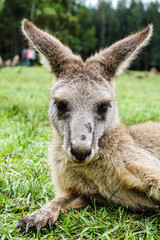 Kangaroo Portrait
