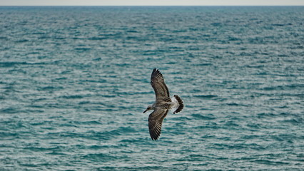 Seagull flying over the sea near the beach in search of fish