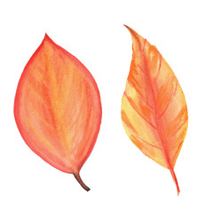 осенние листья акварели - 223299189